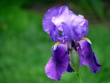 Paint by Numbers # 27 by Hottrockin, Photography->Flowers gallery