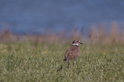 Click here to view at full resolution.