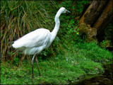 Kotuku by LynEve, photography->birds gallery