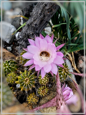 Click here to view at full resolution.