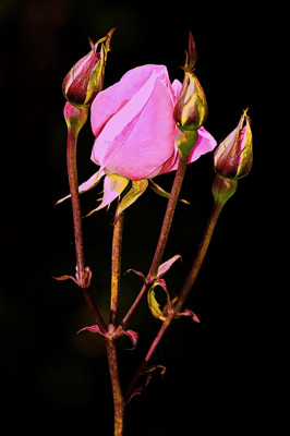 Click here to view at full resolution.