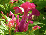 Twisted Strawberry Celosia by trixxie17, photography->flowers gallery