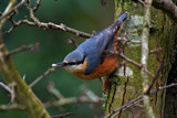 Just Another Nuthatch by biffobear, photography->birds gallery