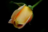 Tender kiss of a rose by elektronist, photography->flowers gallery