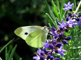 Pieris rapae by Hottrockin, Photography->Butterflies gallery