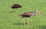 Ibis On The Prowl by PatAndre, photography->birds gallery