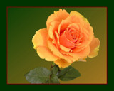 Fresh Orange Rose by Ramad, Photography->Flowers gallery