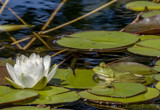 Hanging with Lily by rahto, photography->reptiles/amphibians gallery