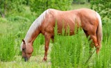 NEIGHborhood Horsie # 3: Palomino by PatAndre, Photography->Animals gallery