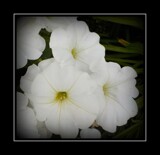 Black and White by Starglow, photography->flowers gallery