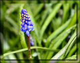 First Sign Of Spring by LynEve, photography->flowers gallery