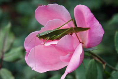 Click here to view at full resolution.