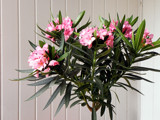 Oleander by Ramad, photography->flowers gallery