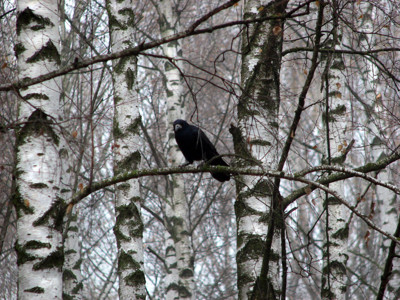 Click here to view at full resolution.