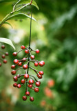 Berries by rforres, photography->nature gallery