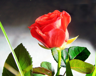 Click here to view at full resolution.