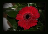 Scarlet Gerbera by LynEve, photography->flowers gallery