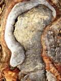 Tree Root Burl by Flmngseabass, photography->textures gallery