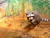 Coon Scene by Mvillian, Photography->Animals gallery