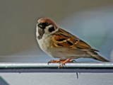 House Sparrow by Ramad, photography->birds gallery