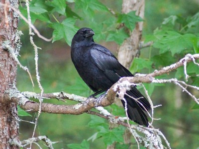 Click here to view at full resolution.