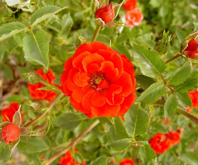 Click here to view at full resolution.