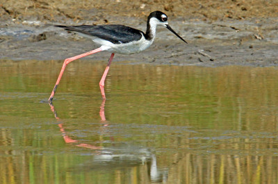 Click here to view at full resolution.