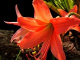 Lily From Taiping by neez, photography->flowers gallery