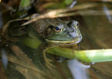 Aquatic Green by rahto, Photography->Animals gallery