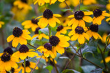 Black-Eyed Susans by Pistos, photography->flowers gallery