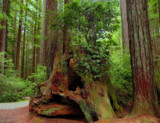 Ancient Redwood Trunk by busybottle, photography->landscape gallery