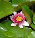 Pink Water Lily by jdinvictoria, Photography->Flowers gallery