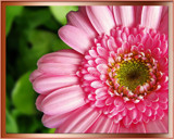 Pink Gerbera by Ramad, Photography->Flowers gallery