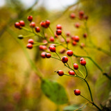 Red berries by rforres, Photography->Nature gallery