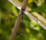 Blue Dragonfly by Pistos, photography->insects/spiders gallery