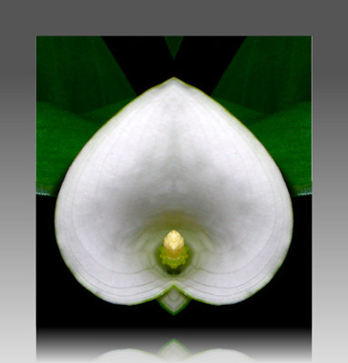 Click here to view at full resolution.