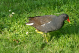 Moorhen by Ramad, photography->birds gallery