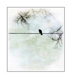 On a Wire! by Starglow, photography->birds gallery