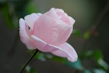 Pale pink rose by elektronist, photography->flowers gallery