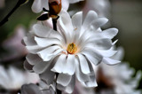 In Full Bloom by vangoughs, Photography->Flowers gallery