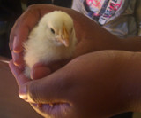 Sweet Chick by Tinytoes87, Photography->Animals gallery