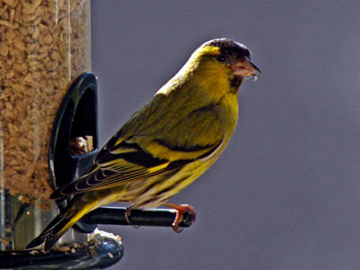 Click here to view at full resolution.
