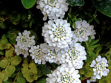 Candytuft by trixxie17, photography->flowers gallery