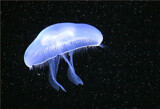 Moon Jellyfish by Texan1968, photography->animals gallery