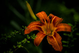 Tiger Lilly by unclejoe85, photography->flowers gallery