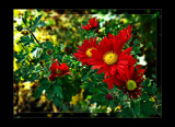 Basking in Autumn Sun by LynEve, Photography->Flowers gallery