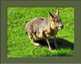 Young Mara by Ramad, photography->animals gallery