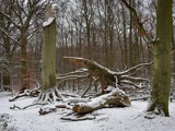 Big tree down by Paul_Gerritsen, photography->landscape gallery