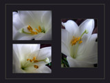 Three Hearts by LynEve, Photography->Flowers gallery
