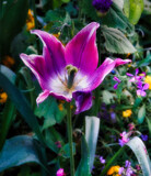 Monets Gardens - 1 by Rahjure, photography->flowers gallery